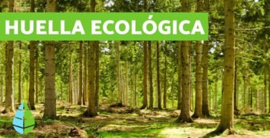Guía ecológica del cosmética sólida sostenible para reducir tu huella ecológica