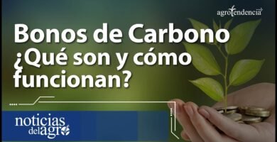 Errores comunes al elegir un shampoo en barra y huella de carbono en hábitos de consumo responsables