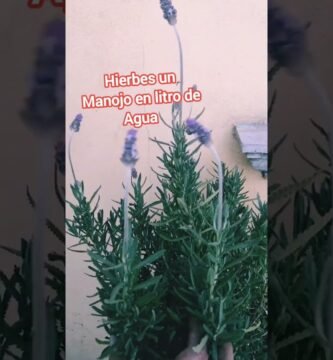 Para qué sirve el lavanda en shampoo en barra en cabellos teñidos o dañados