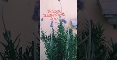 Para qué sirve el lavanda en shampoo en barra en cabellos teñidos o dañados